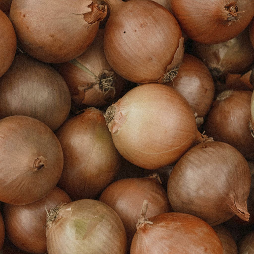 Produção da Agroindústria Santa Rita